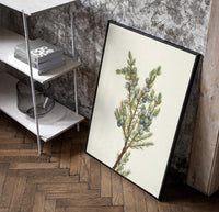 juniper branch with berries vintage art print poster in a black frame leaning beside a shelf in a raw-plaster loft