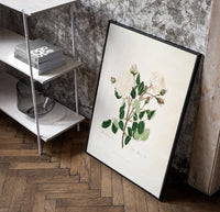 white Provence rose botanical study vintage art print poster in a black frame leaning beside a shelf in a raw-plaster loft