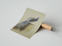 Rolled peacock with full tail perched on ledge vintage art print poster beside its crush-resistant kraft shipping tube