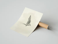 Rolled tern in flight sketch vintage art print poster beside its crush-resistant kraft shipping tube