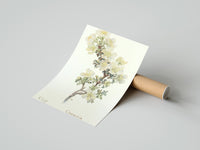 Rolled Cliff Rose botanical study with labeled names vintage art print poster beside its crush-resistant kraft shipping tube