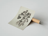 Rolled engraved currant branch study vintage art print poster beside its crush-resistant kraft shipping tube