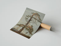 Rolled gnarled windblown pine tree against sky vintage art print poster beside its crush-resistant kraft shipping tube