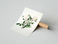 Rolled white Provence rose botanical study vintage art print poster beside its crush-resistant kraft shipping tube
