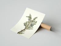 Rolled juniper branch with berries vintage art print poster beside its crush-resistant kraft shipping tube