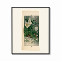 Framed White hellebore flowers with sparrows print shown as a bold statement piece on a clean gallery wall