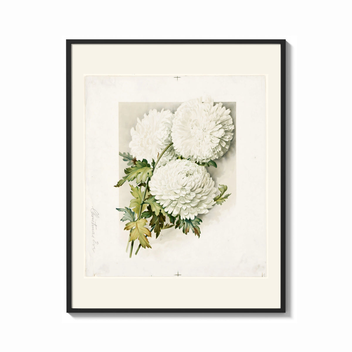 Framed White chrysanthemum flowers with leaves print shown as a bold statement piece on a clean gallery wall
