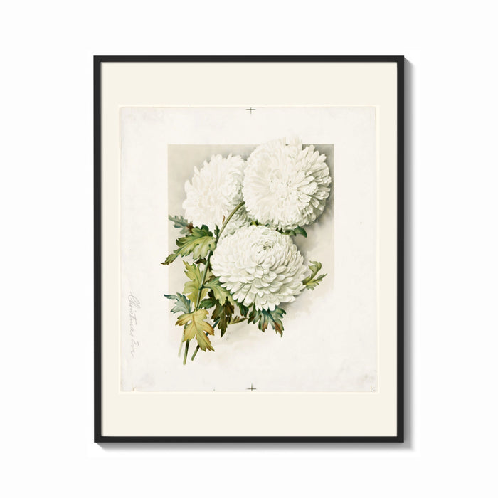 Framed White chrysanthemum flowers with leaves print shown as a bold statement piece on a clean gallery wall
