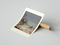 Rolled American robin perched on branch poster beside its crush-resistant kraft shipping tube