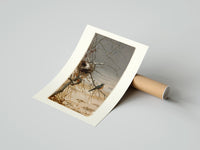 Rolled Robin perched on bare branch poster beside its crush-resistant kraft shipping tube