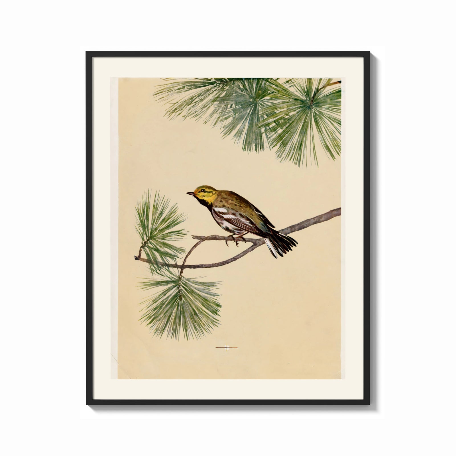 Framed Warbler bird perched on pine branch print shown as a bold statement piece on a clean gallery wall