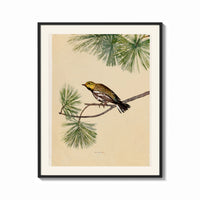 Framed Warbler bird perched on pine branch print shown as a bold statement piece on a clean gallery wall
