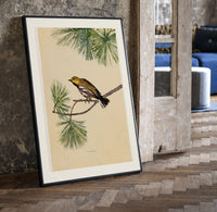 Warbler bird perched on pine branch print in a black frame leaning beside a vintage door on parquet