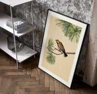 Warbler bird perched on pine branch poster in a black frame leaning beside a shelf in a raw-plaster loft