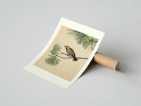 Rolled Warbler bird perched on pine branch poster beside its crush-resistant kraft shipping tube