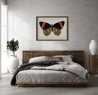 Butterfly with patterned wings print in a dark wood frame above a rattan bed on a plaster wall