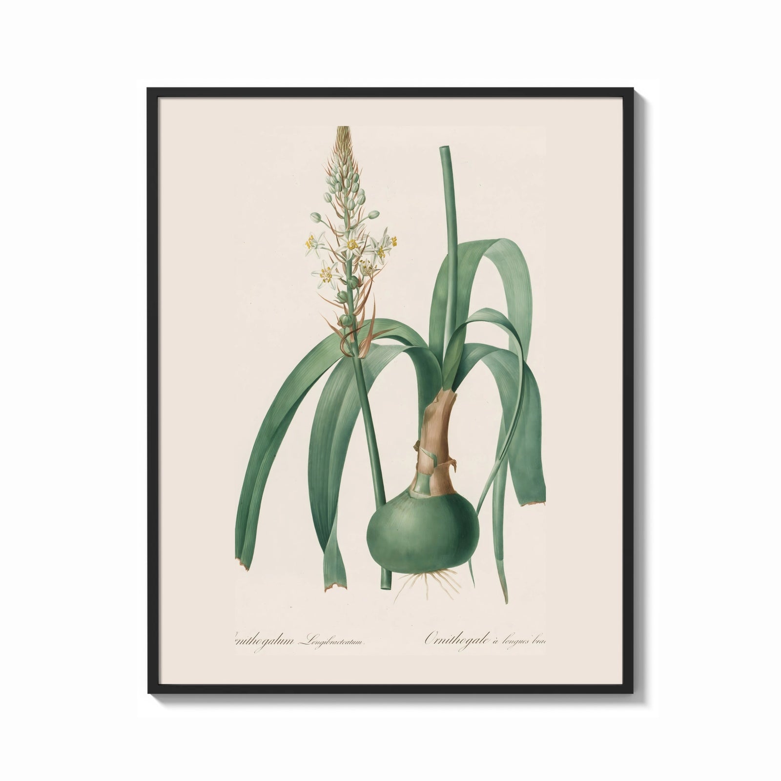 Framed Botanical illustration of flowering bulb plant print shown as a bold statement piece on a clean gallery wall