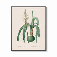 Framed Botanical illustration of flowering bulb plant print shown as a bold statement piece on a clean gallery wall