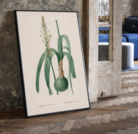Botanical illustration of flowering bulb plant print in a black frame leaning beside a vintage door on parquet