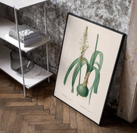 Botanical illustration of flowering bulb plant poster in a black frame leaning beside a shelf in a raw-plaster loft