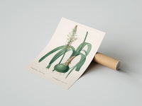 Rolled Botanical illustration of flowering bulb plant poster beside its crush-resistant kraft shipping tube