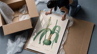 Botanical illustration of flowering bulb plant framed print being unpacked from protective bubble wrap and a box
