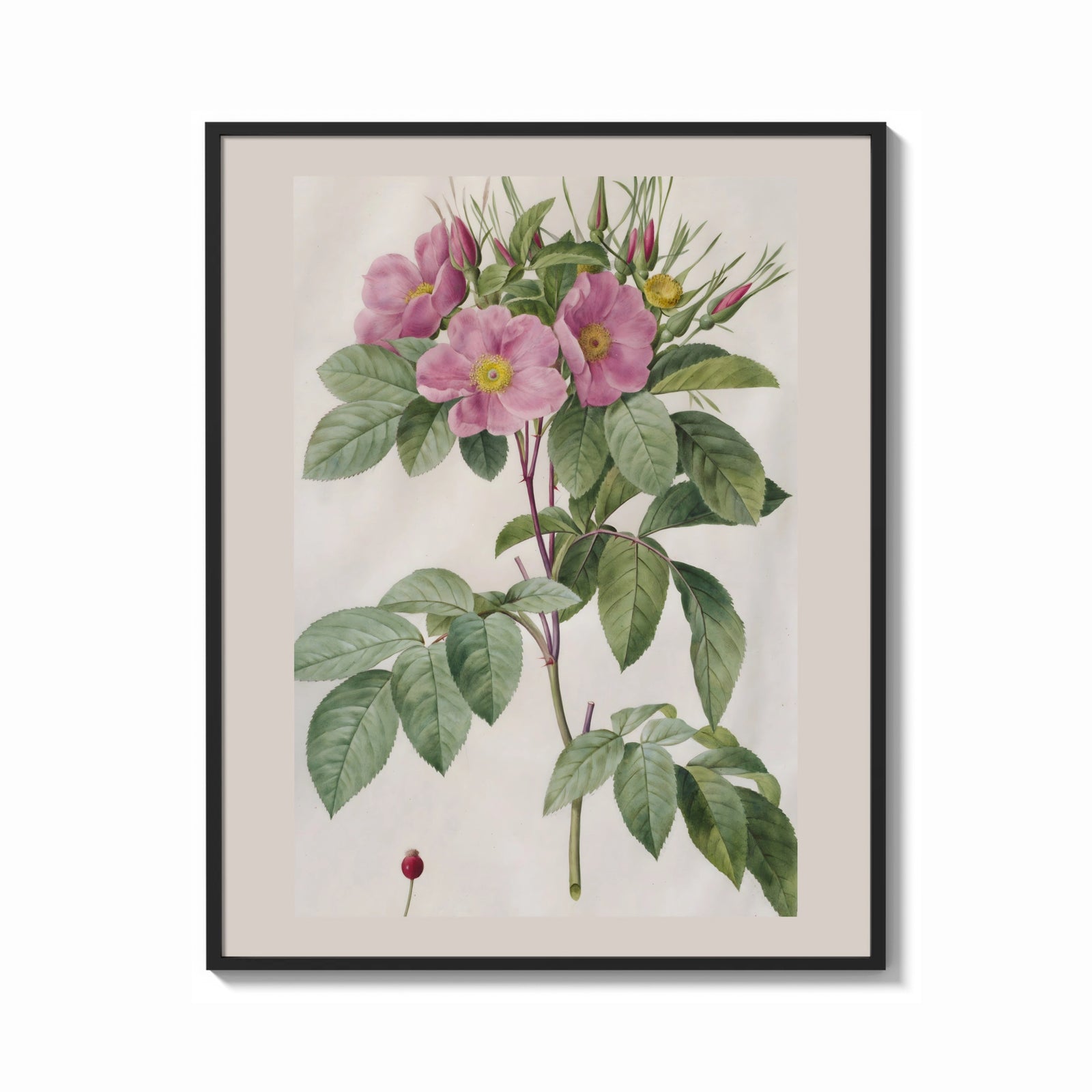 Framed Pink wild roses botanical study print shown as a bold statement piece on a clean gallery wall