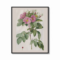 Framed Pink wild roses botanical study print shown as a bold statement piece on a clean gallery wall