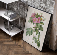 Pink wild roses botanical study poster in a black frame leaning beside a shelf in a raw-plaster loft