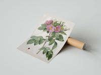 Rolled Pink wild roses botanical study poster beside its crush-resistant kraft shipping tube