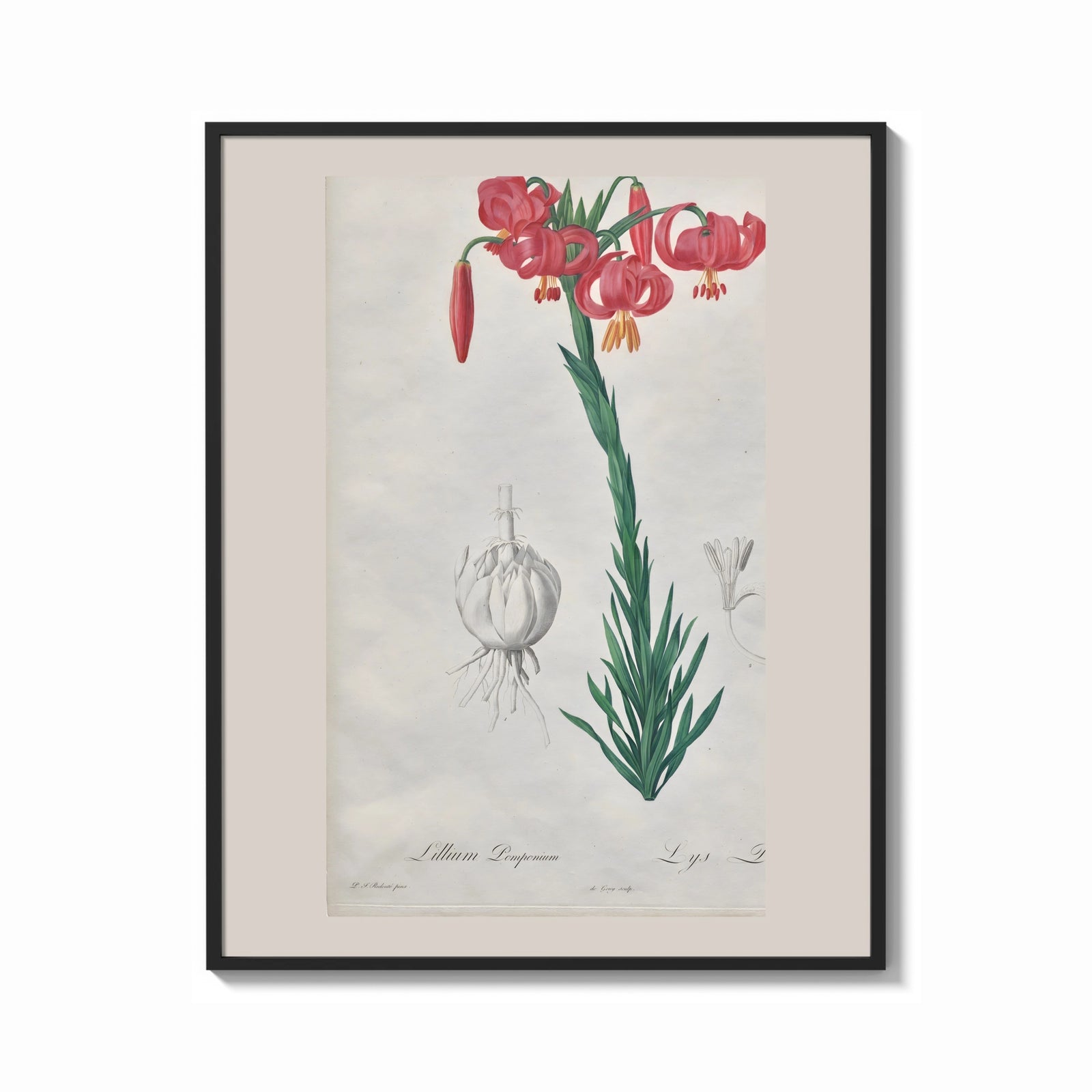 Framed Botanical illustration of pink lily print shown as a bold statement piece on a clean gallery wall