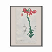 Framed Botanical illustration of pink lily print shown as a bold statement piece on a clean gallery wall
