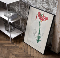 Botanical illustration of pink lily poster in a black frame leaning beside a shelf in a raw-plaster loft