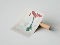 Rolled Botanical illustration of pink lily poster beside its crush-resistant kraft shipping tube