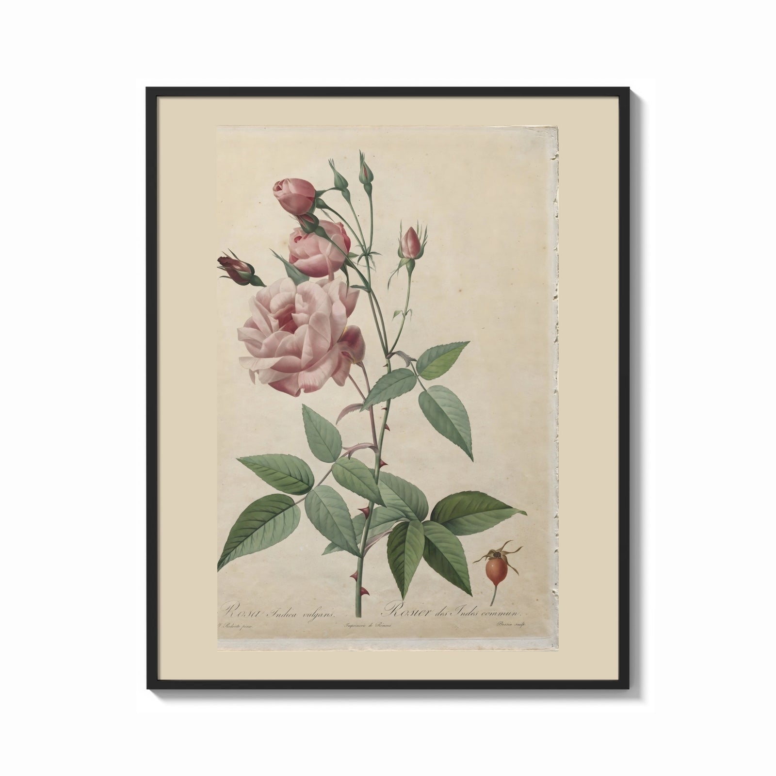 Framed Pink rose botanical illustration print shown as a bold statement piece on a clean gallery wall