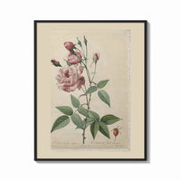 Framed Pink rose botanical illustration print shown as a bold statement piece on a clean gallery wall