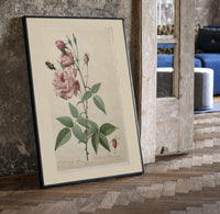 Pink rose botanical illustration print in a black frame leaning beside a vintage door on parquet