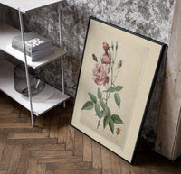 Pink rose botanical illustration poster in a black frame leaning beside a shelf in a raw-plaster loft