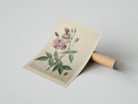 Rolled Pink rose botanical illustration poster beside its crush-resistant kraft shipping tube