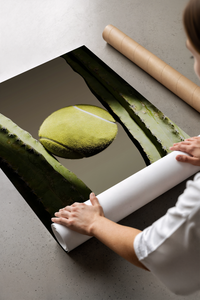 Tennis and cactus minimal sports poster partially unrolled from its protective cardboard shipping tube