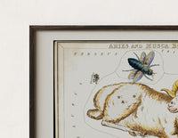 Close-up of the Aries ram and fly constellation chart print's dark wood frame corner and archival matte paper