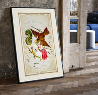 Antinous, eagle and dolphin constellations print in a black frame leaning beside a vintage door on parquet
