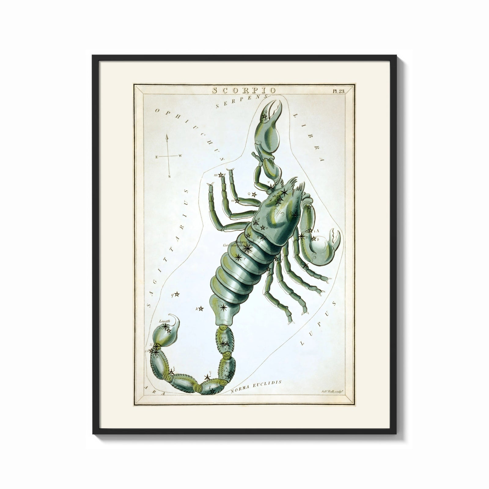 Framed Scorpio zodiac constellation scorpion print shown as a bold statement piece on a clean gallery wall