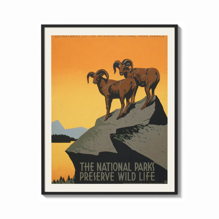 Framed Two bighorn sheep on rocky cliff print shown as a bold statement piece on a clean gallery wall